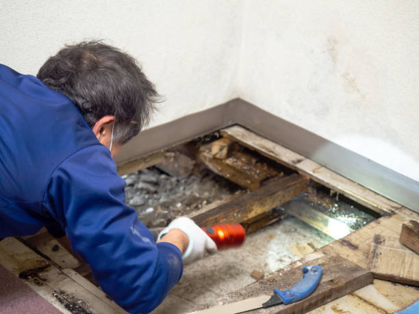 Best White Mold Remediation in Laughlin Af, TX