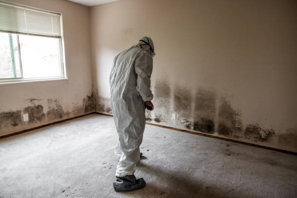 Trusted Laughlin Af, TX Mold Remediation Experts