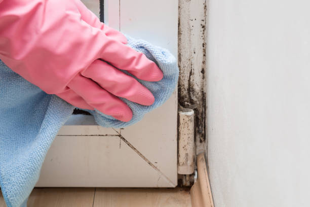 Trusted Laughlin Af, TX Mold Remediation Experts